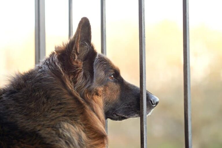 Absperrgitter Hund / Hundeabsperrgitter
