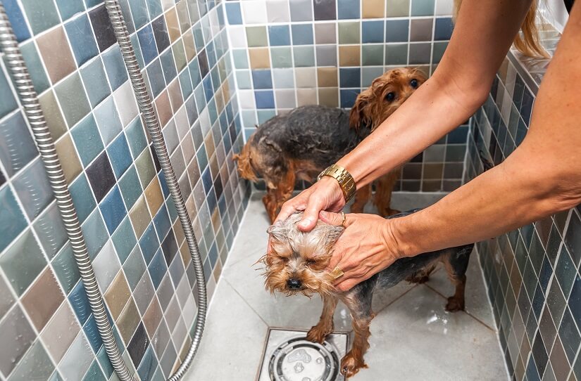 Hundeshampoo für die Dusche
