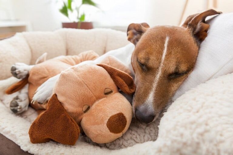 Hundesofa