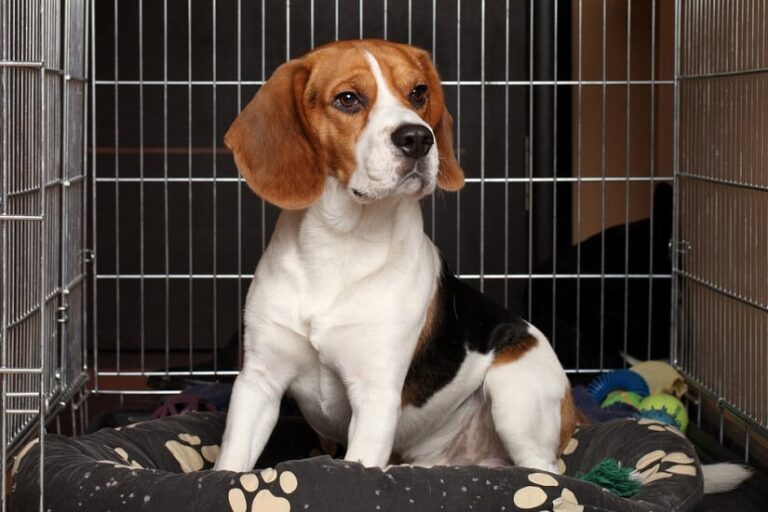 Hundetransportbox Alu