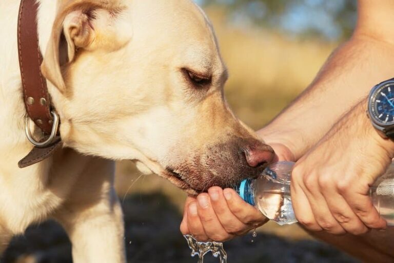 Hundetrinkflasche