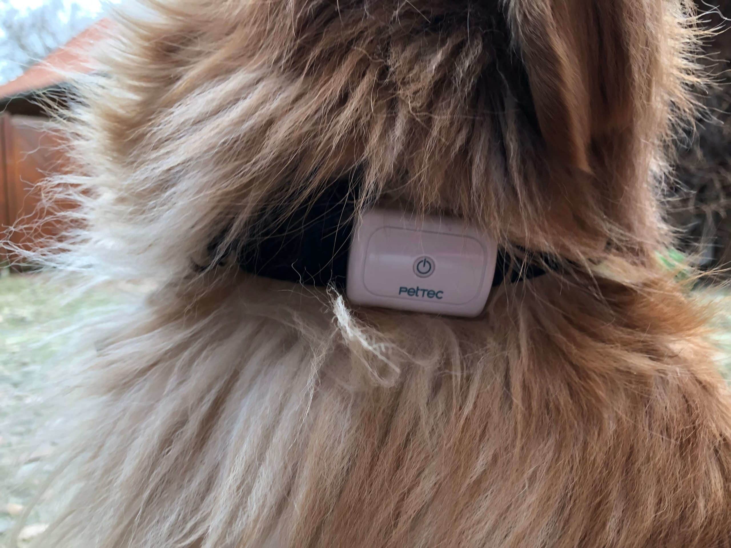 PetTec GPS für Hunde im Praxistest