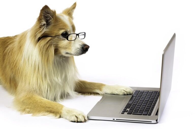 Intelligenzspielzeug Hund