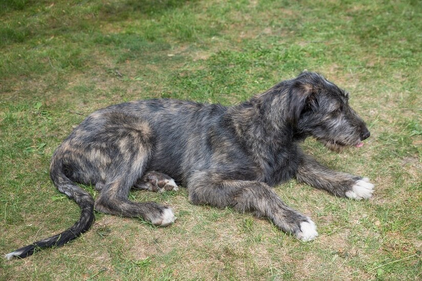 Irish Wolfhound kaufen