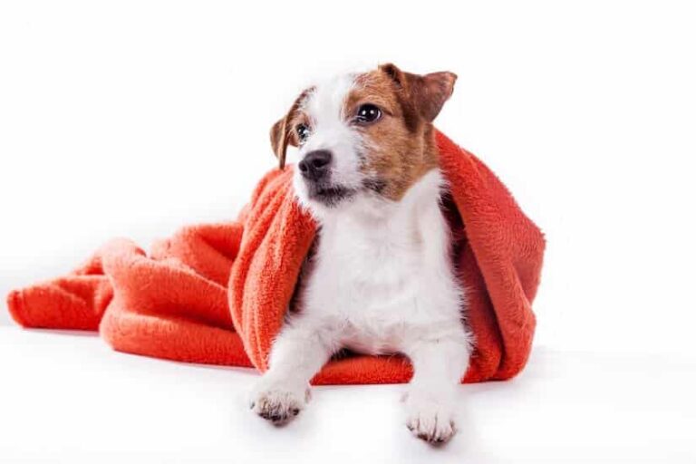 Hundehandtuch