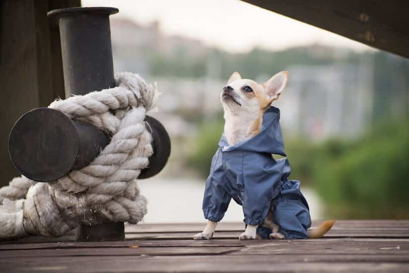 Kleiner Hund mit einem blauen Hunderegenmantel