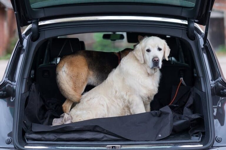 Kofferraumschutz Hund