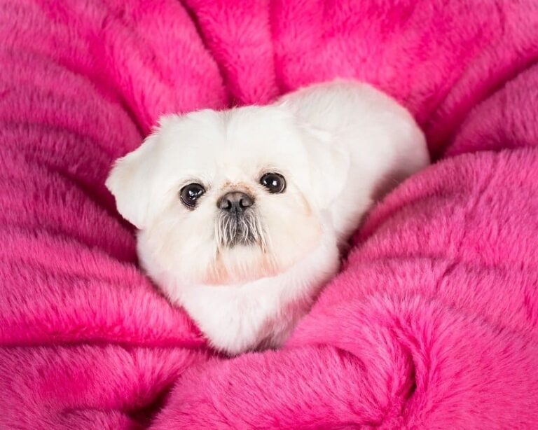 Kuschelsack für den Hund