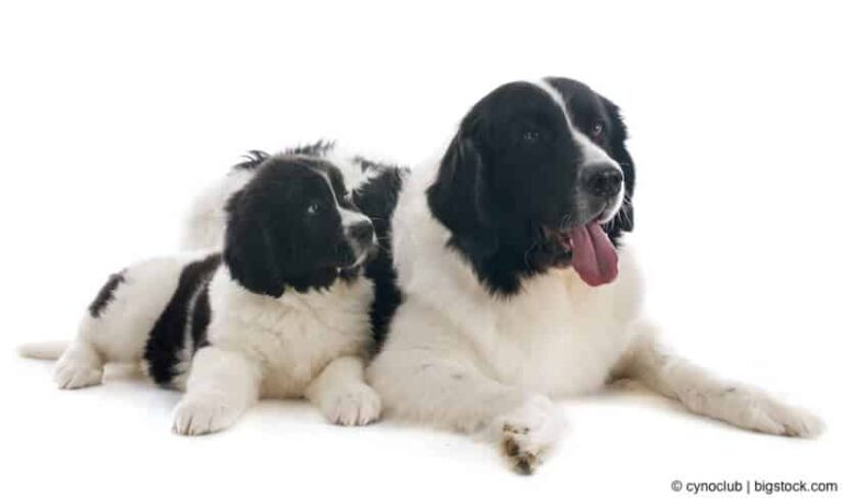Der Landseer