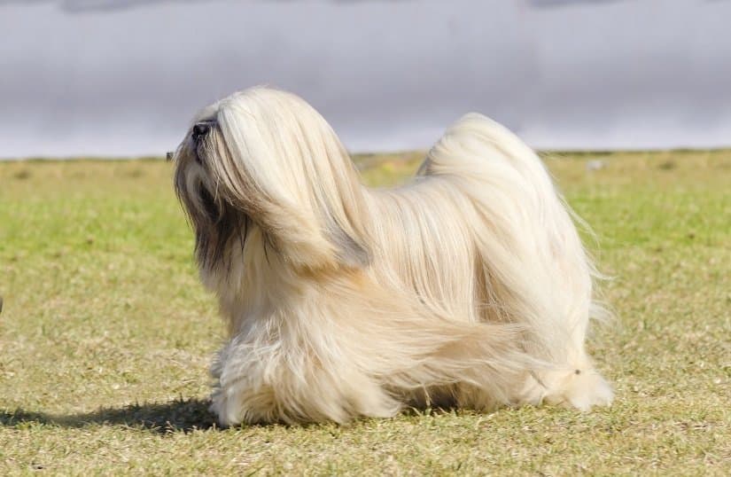 Der Lhasa Apso wird auch 