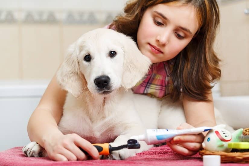 Ein Mädchen putz die Zähne ihres Hundes mit Hundezahnpasta