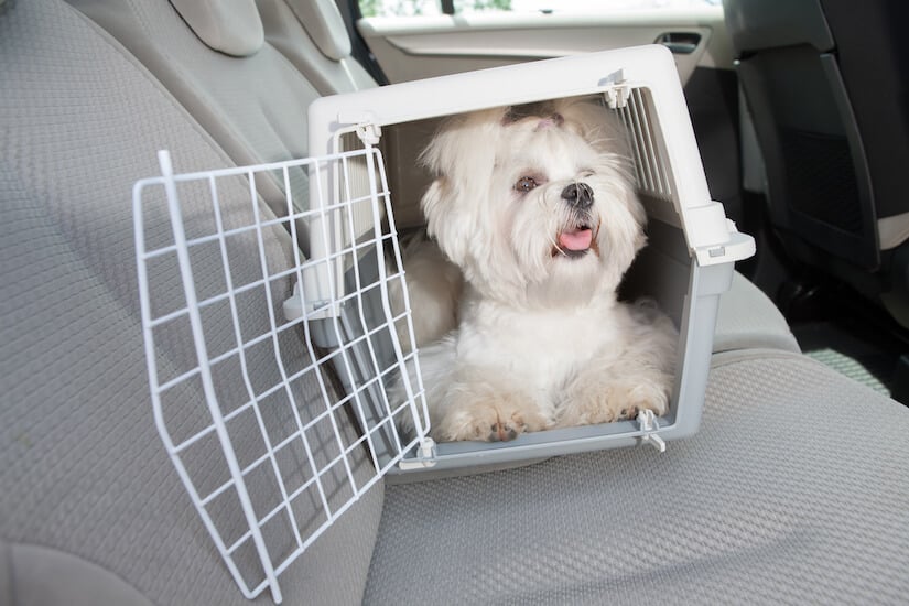 Malteser in einer Hundetransportbox auf der Rückbank im Auto