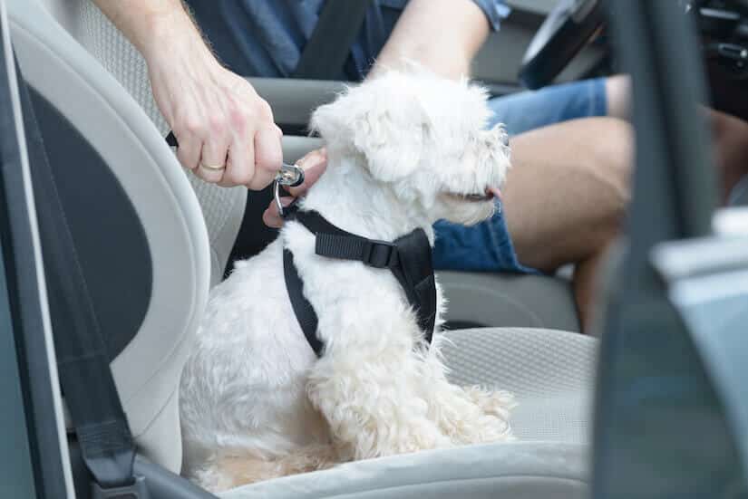 Malteser mit Auto Anschnallgurt für Hunde