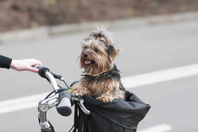 Mit einem Fahrrad Hundekorb hat man den Hund gut im Blick