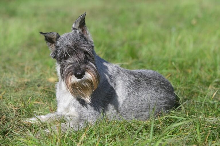 Der Mittelschnauzer