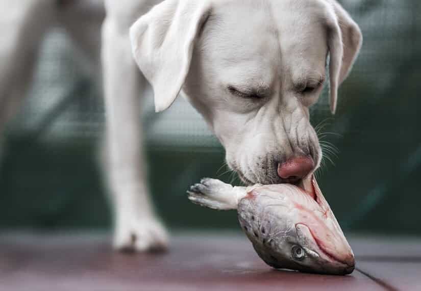 Mundgeruch beim Hund: die möglichen Ursachen sind sehr vielfältig