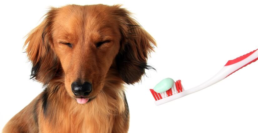 Mundgeruch bei Hunden