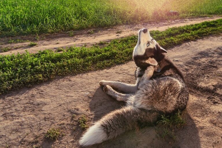 Ohrmilben beim Hund