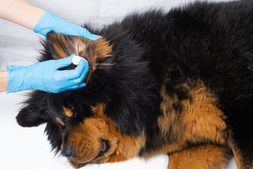 Hund mit Ohrmilben wird von einer Tierärztin behandelt