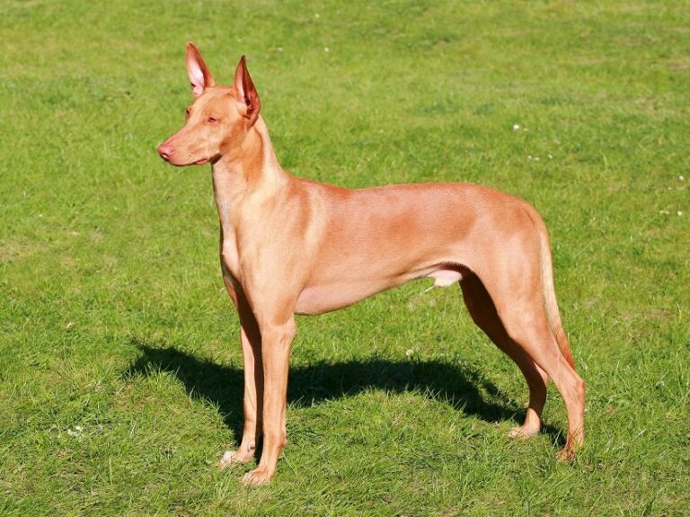 Der Pharaonenhund