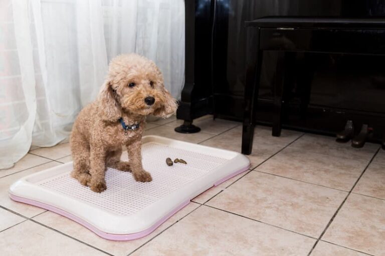 Hundetoilette