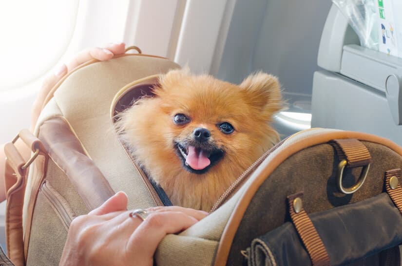 Reisen mit Hund im Koffer