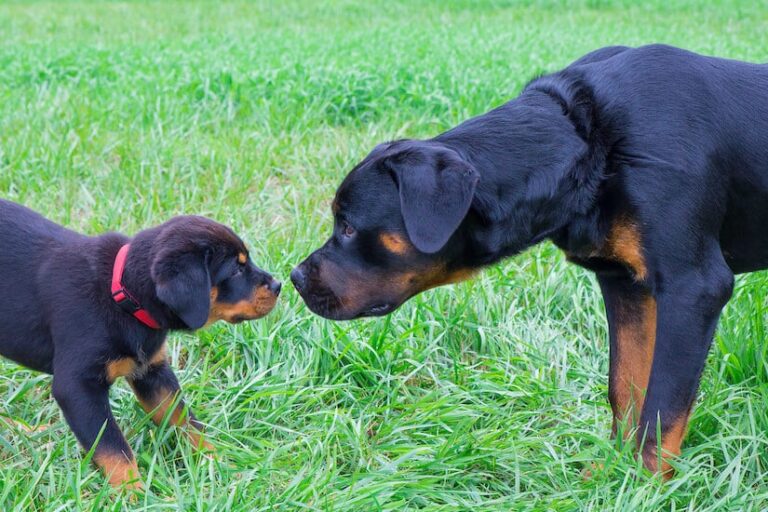 Der Rottweiler