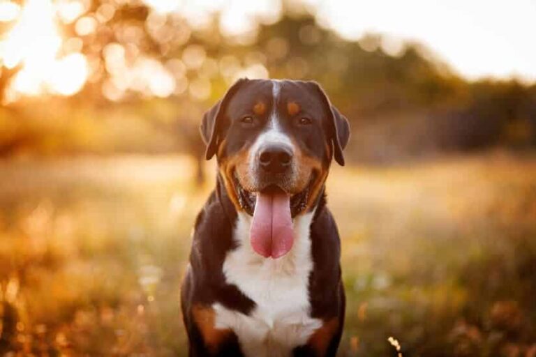 Scheintrchtigkeit beim Hund - Floxik Magazin