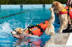 Hundeschwimmweste