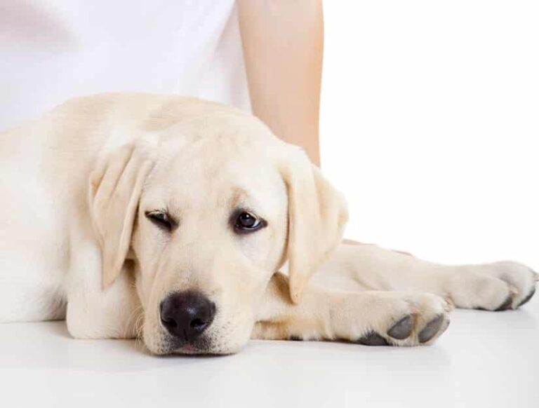 Sodbrennen beim Hund