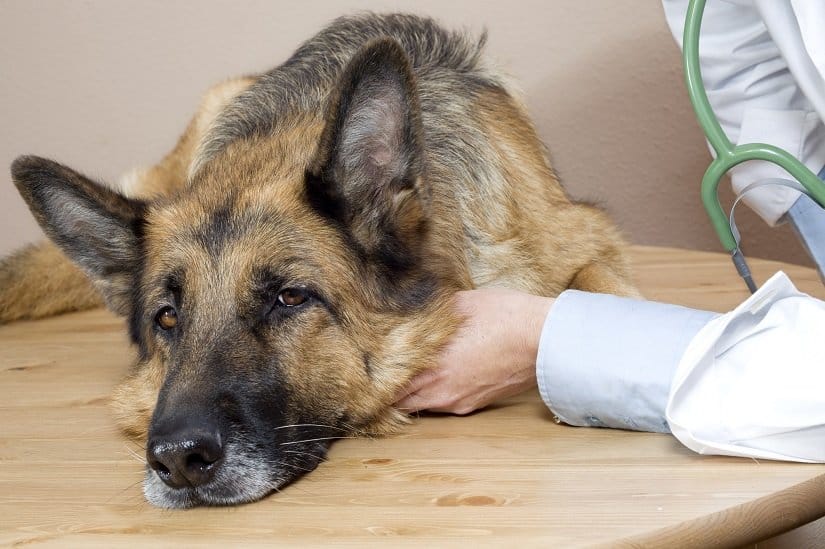 Diagnose vom Sodbrennen bein Hund
