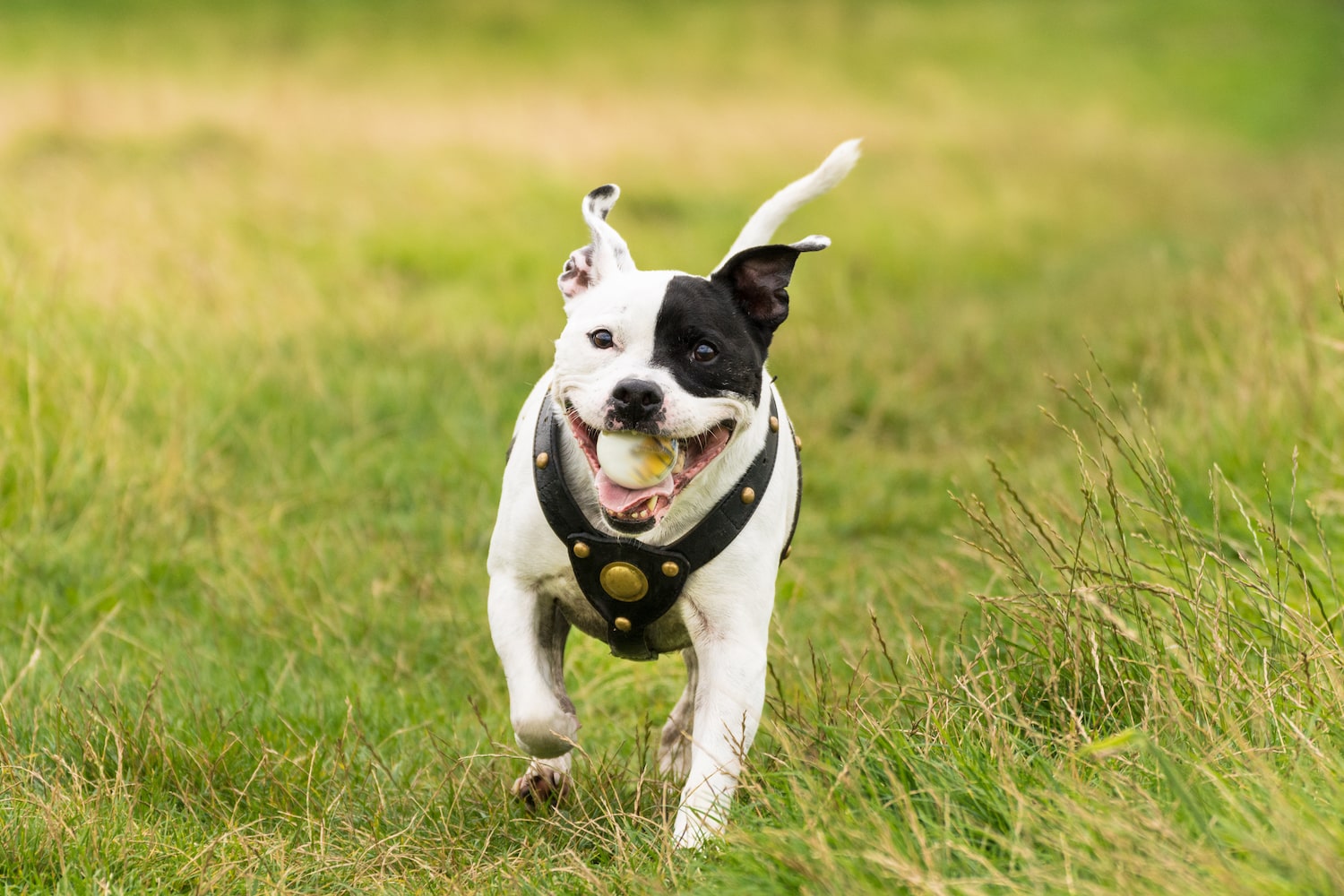 Staffordshire-Bullterrier mit Hundegeschirr aus Leder