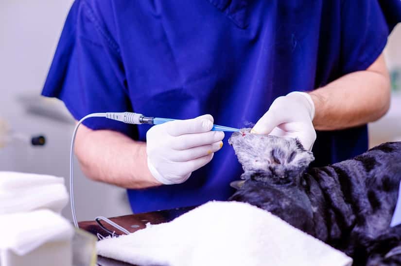 Tierarzt entfernt Zecke von einem Hund