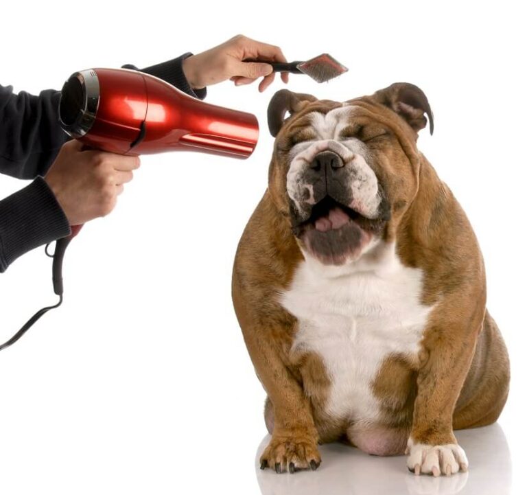Den Hund Bürsten und Kämmen – Ein paar Tipps