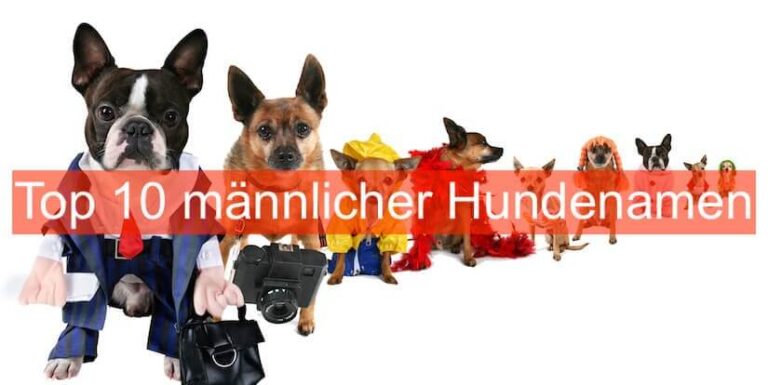 Die Top 10 männlicher Hundenamen