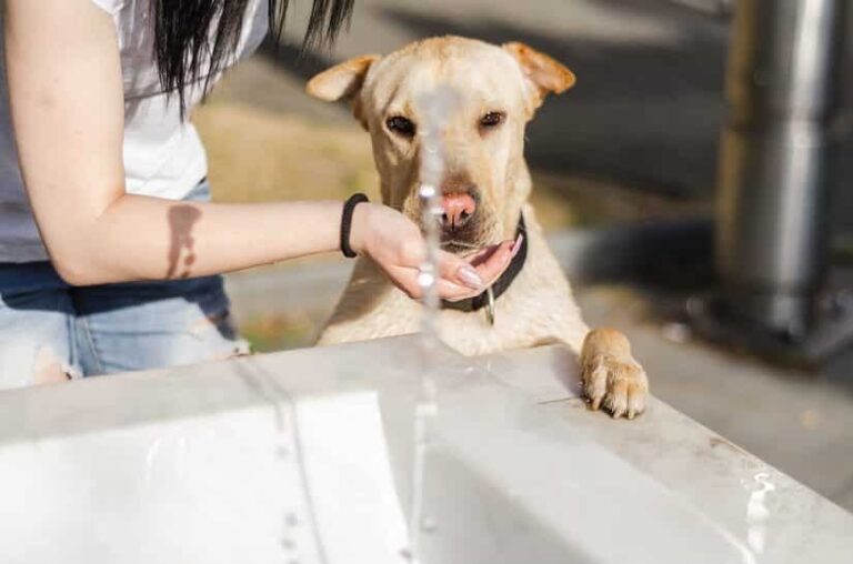 Trinkbrunnen Hund