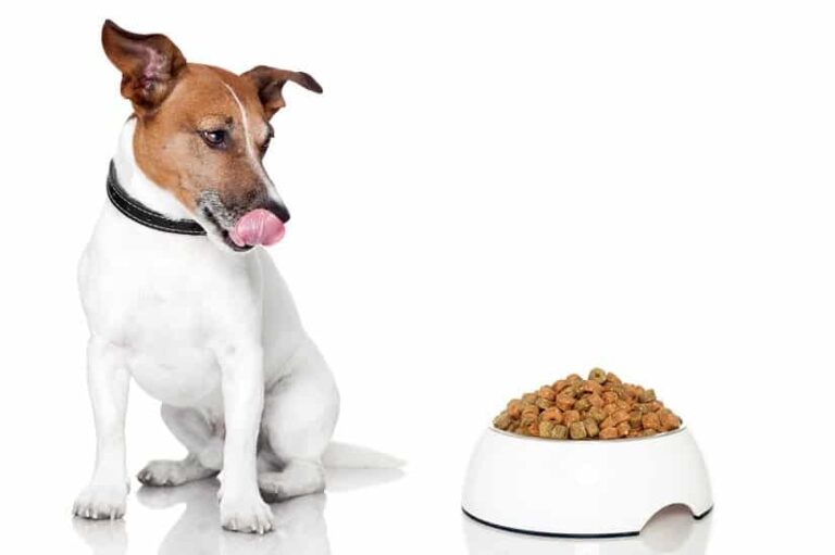 Trockenfutter für den Hund