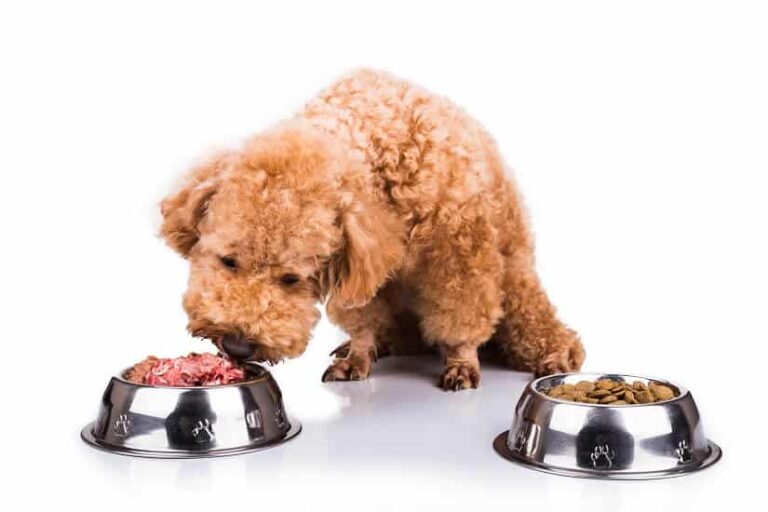 Trockenfutter oder Nassfutter für den Hund?