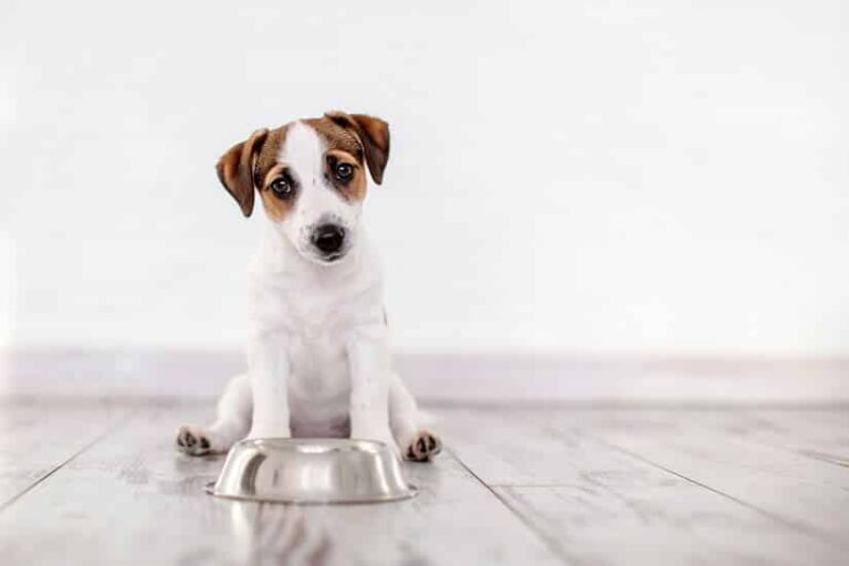 Fleischsaftgarung oder Extrusionsverfahren: Wie ernähre ich meinen Hund richtig?