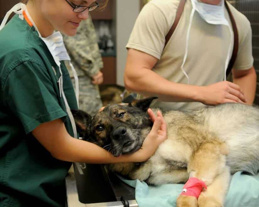 Viele Hunde haben Angst vor dem Tierarzt
