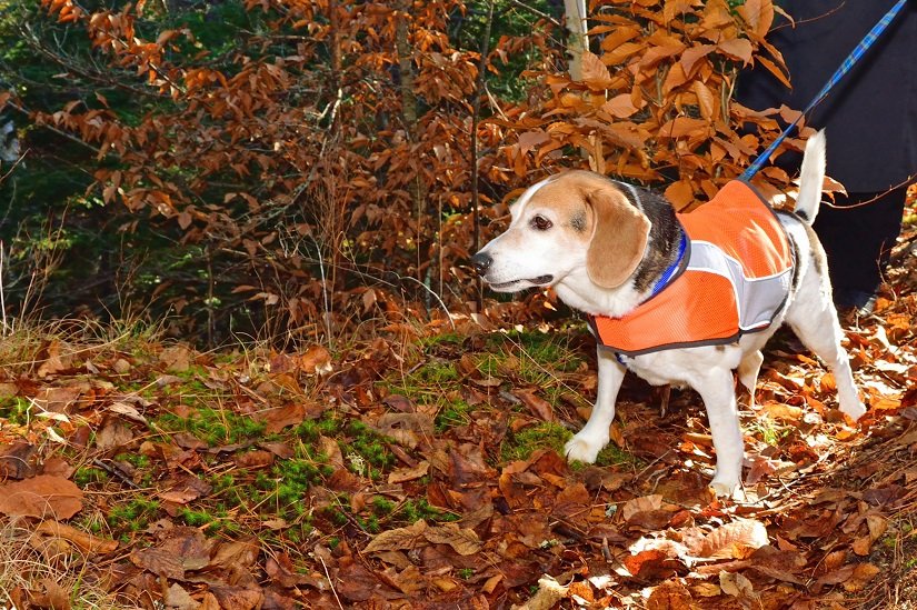 Beagle mit Warnweste für Hunde