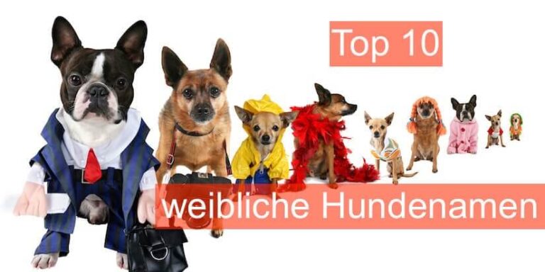Top 10 weiblicher Hundenamen