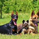 Welcher Hund passt zu mir?