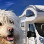 Wohnmobil mieten mit Hund