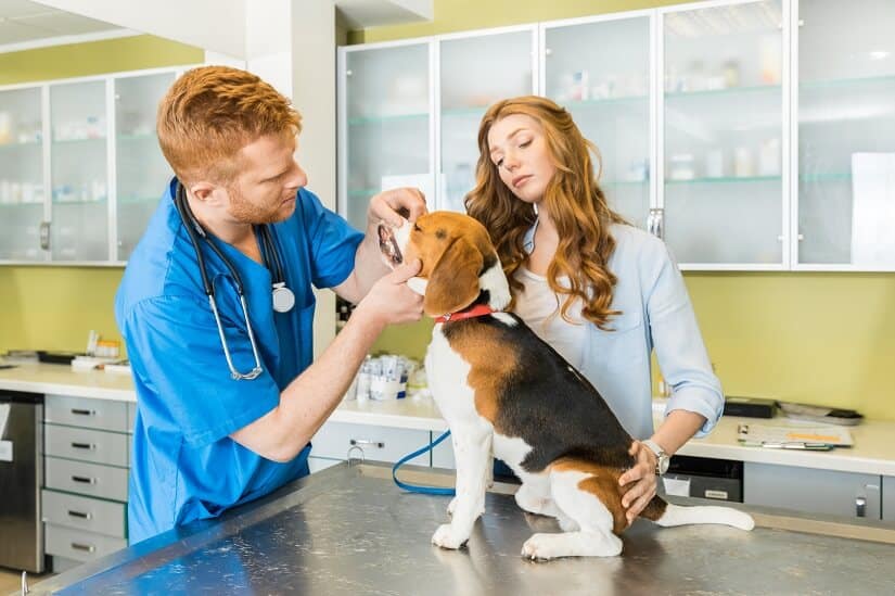 Zahnfleischentzuendung beim- Hund Untersuchung beim Tierarzt