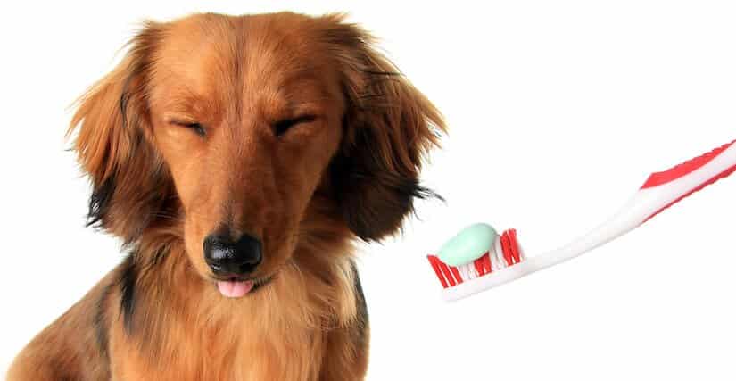 Zahnpasta für Hunde