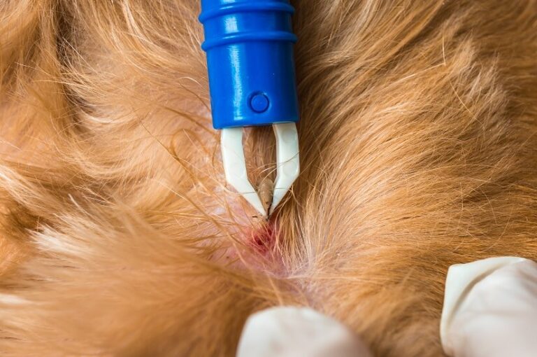 Zeckenmittel für Hunde