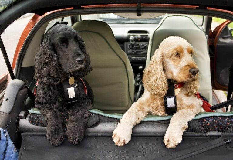 Hundedecke für das Auto