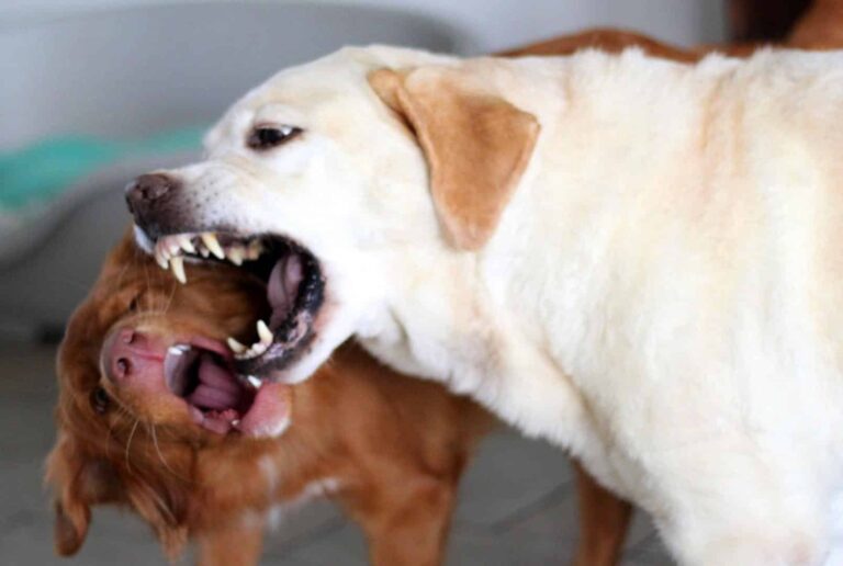 Den Hund versichern – was ist sinnvoll?