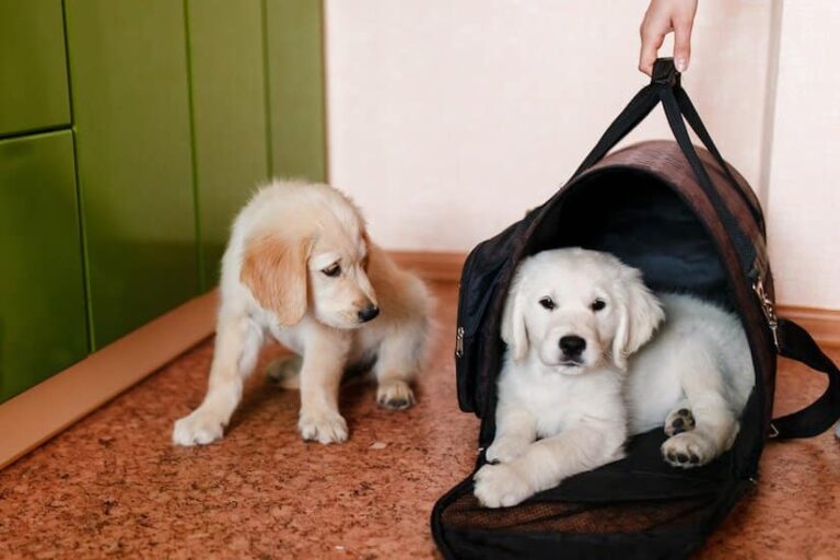 Hundetragetasche